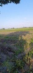 أرض زراعية عالية الخصوبة بمنطقة أبيس ٧ بالقرب من الطريق