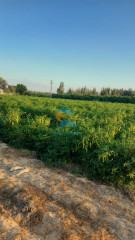 مزرعة للتمليك 20 فدان في البحيرة مركز الدلنجات قرية الامراء ✅ الارض مسجلة بالشهر العقارى